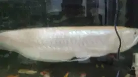 Arwana albino panjang +-50cm