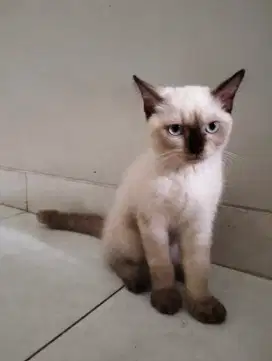 OPEN ADOPS KUCING PERSIAN HIMALAYA