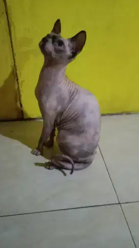 kucing sphynx betina