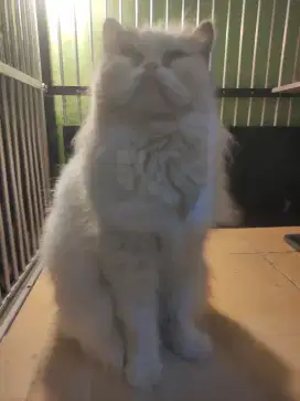 Kucing Persia Flatnose