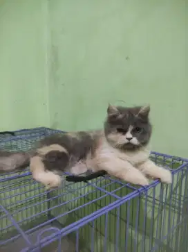 Kucing Persia Calico