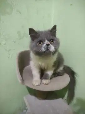 Kucing Persia Flatnose