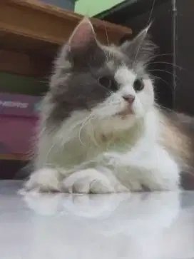 Kucing Persia Calico Longhair