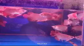 IKAN AROWANA SUPER RED