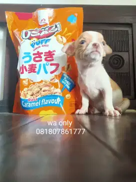 Chihuahua kecil non stb murni