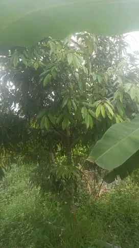 dijual cepat lahan kebun, sudah ditanami durian, mangga, jengkol, pete