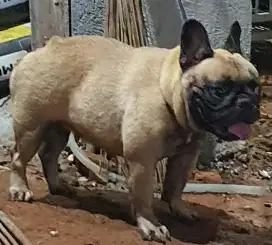 French Bulldog Female