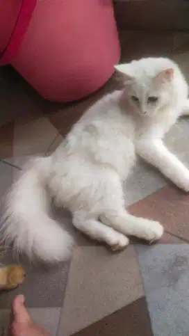 Kucing pesia putih solid jantan