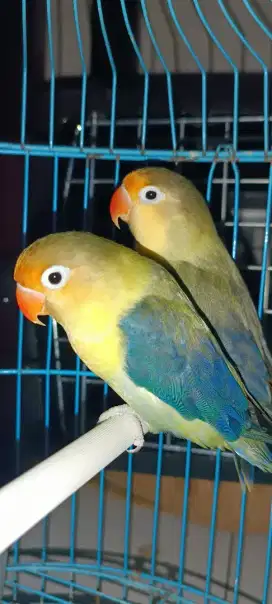 Sepasang lovebird indukan