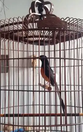 Burung murai medan