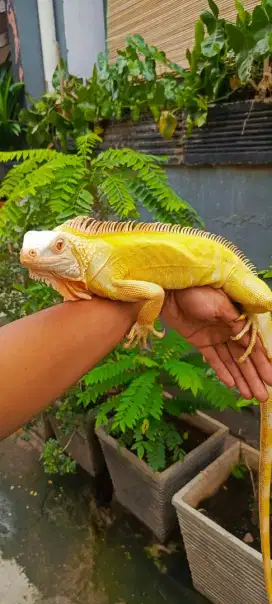 Iguana Green Albino 130cm Jantan