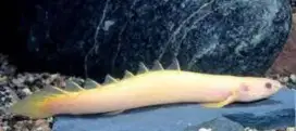 Ikan palmas albino