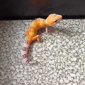 Leopard gecko snow tangerine