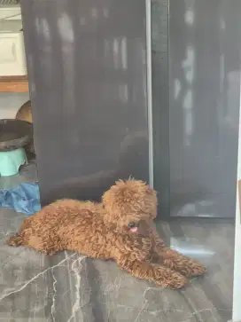 Poodle 10bulan kalem polos jantan