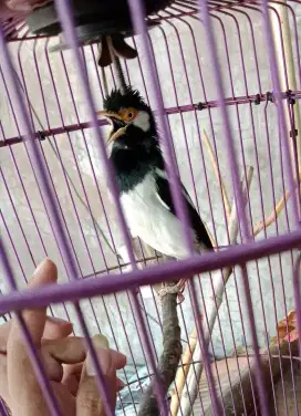 Burung jalak uren gacoran jinak