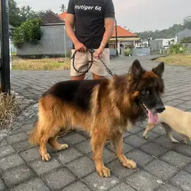 German shepherd jantan