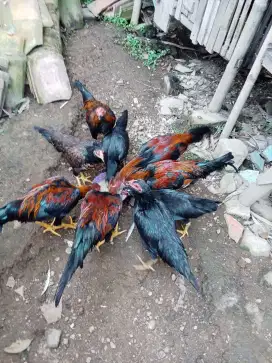 Ayam kampung ada dua tipe jantan dan betina