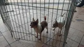 Semi Hibah sepasang Chihuahua stambum