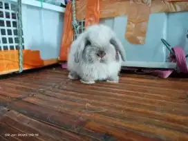 Kelinci hias lucu Holland lop HL