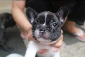 Puppy Frenchbulldog