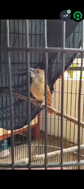 Burung kapas tembak