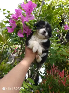 Anakan anjing imut lucu gemesin corgy mixbreed minipom istimewa