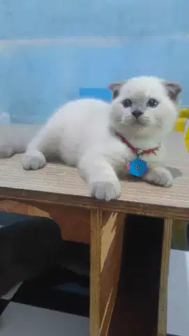 Scottish fold kitten jantan