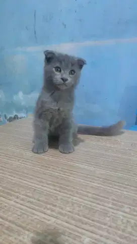 Scottish fold blue kitten