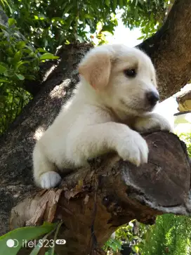 Anakan anjing jumbo gemuk gemesin mixbreed golden retriever istimewa