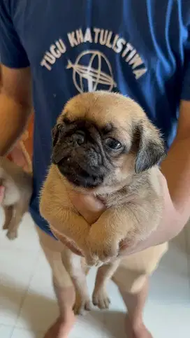 Jual anak anjing pug