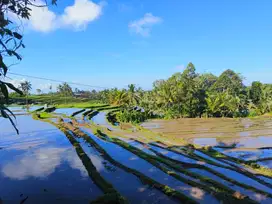 dijual tanah  murah kebun view sawah terasering dan jungle di bali