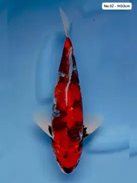 Ikan koi kage showa