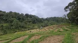 DIJUAL TANAH KEBUN VIEW SAWAH SANGAT MURAHdi tabanan bali