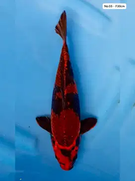 Ikan koi kage utsuri