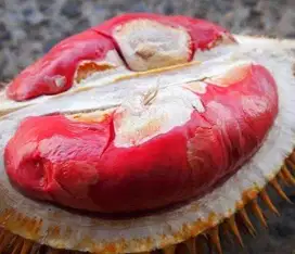 Bibit Durian Merah Kaki Tiga - Unik - Kualitas Unggul - Siap Tanam