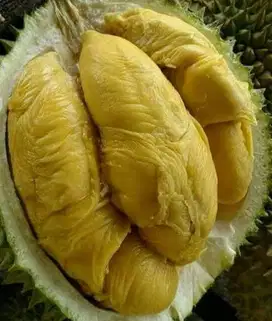 Bibit Durian Montong Super Kualitas Unggul | Manis Daging Tebal