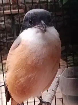 Burung pentet dan kandang y