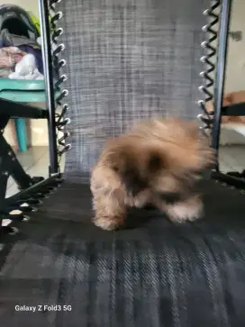 Dijual 4 Anjing Mix Maltese vs Shih Tzu vs Golden Lambrador