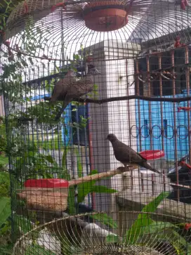 Burung perkutut lokal