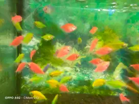 Ikan hias aquarium/ ikan Glowfish