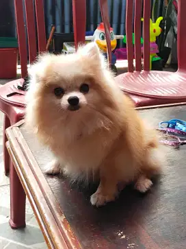 FOR SALE MINI POM