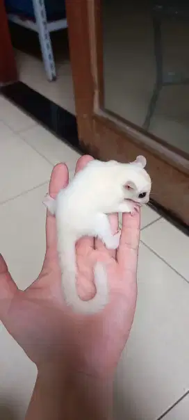 Sugar glider leucistic