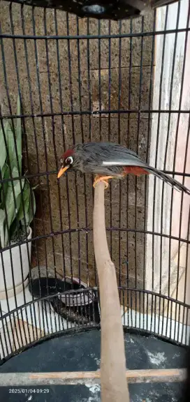 Burung Poksay Mandarin rajin