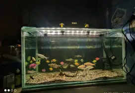 Aquarium ukuran 70x30x35