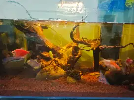 Aquarium Mini fullset