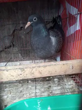 Burung dara barter ocehan