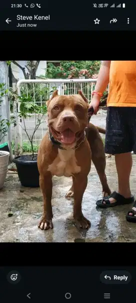 Anakan American pitbull terier Big size