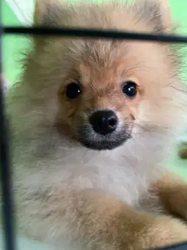 Puppy Pomerian pom