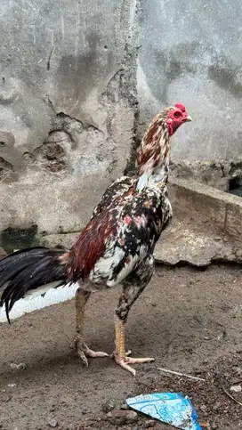 Ayam jantan super handal