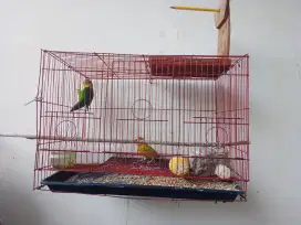 Lovebird plus kandang